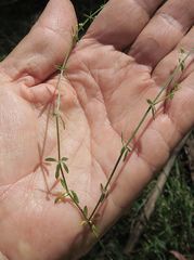 Galium binifolium conforme