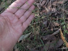Galium binifolium conforme