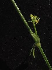 Galium binifolium conforme
