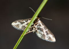 Ischnurges illustralis