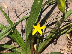 Hypoxis hirsuta