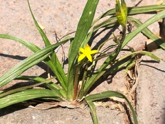 Hypoxis hirsuta