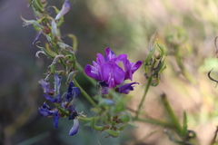 Astragalus davuricus