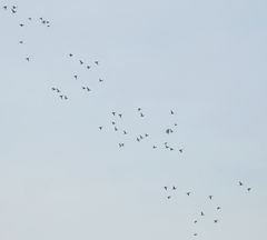 Anatidae
