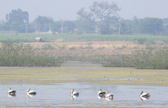 Pelecanus philippensis