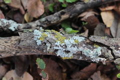 Candelaria concolor