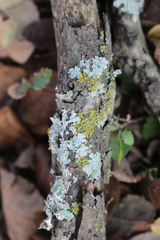 Candelaria concolor
