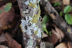 Candelaria concolor