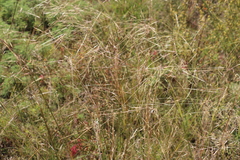 Stipa krylovii