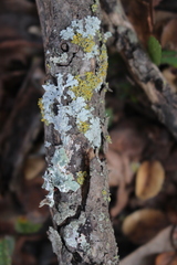 Candelaria concolor