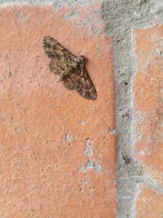 Lepidoptera