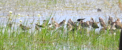 Limosa limosa