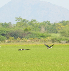 Sarkidiornis melanotos