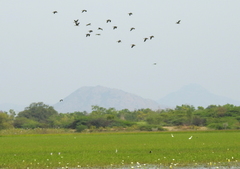 Dendrocygna javanica