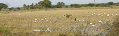 Threskiornis melanocephalus