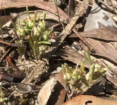 Blennospora drummondii