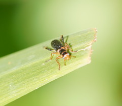 Lemidia