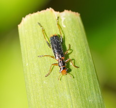 Lemidia