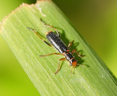Lemidia