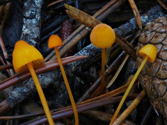 Mycena strobilinoidea