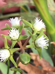 Eustegia minuta