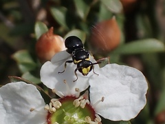 Hylaeus bituberculatus