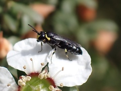 Hylaeus bituberculatus