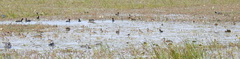 Fulica atra