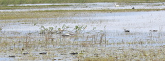 Pelecanus philippensis