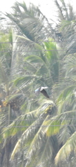 Sarkidiornis melanotos