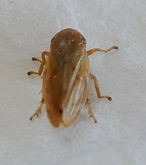 Philaenus
