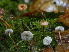 Crinipellis piceae