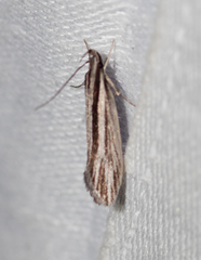 Leptosaces schistopa