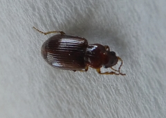 Coleoptera