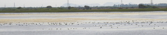 Fulica atra