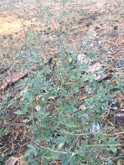 Cytisus nigricans