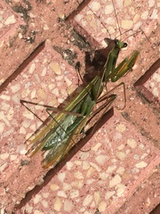 Mantis religiosa religiosa