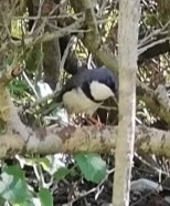 Apalis thoracica capensis