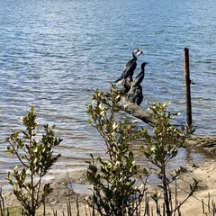 Phalacrocorax sulcirostris