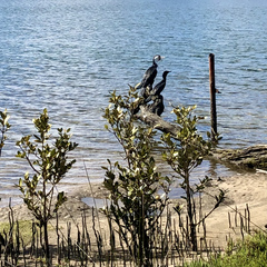Phalacrocorax sulcirostris