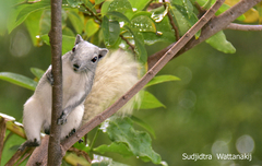 Callosciurus finlaysonii
