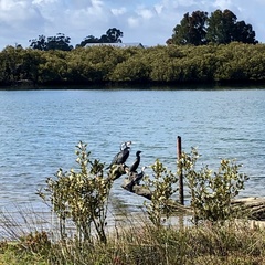 Phalacrocorax sulcirostris