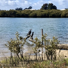 Phalacrocorax sulcirostris