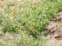 Tetragonotheca texana