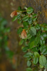 Porpax karikouyensis