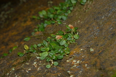 Porpax karikouyensis