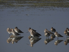Limosa limosa