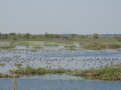 Anatidae
