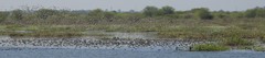 Anatidae
