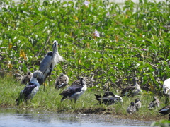 Sarkidiornis melanotos